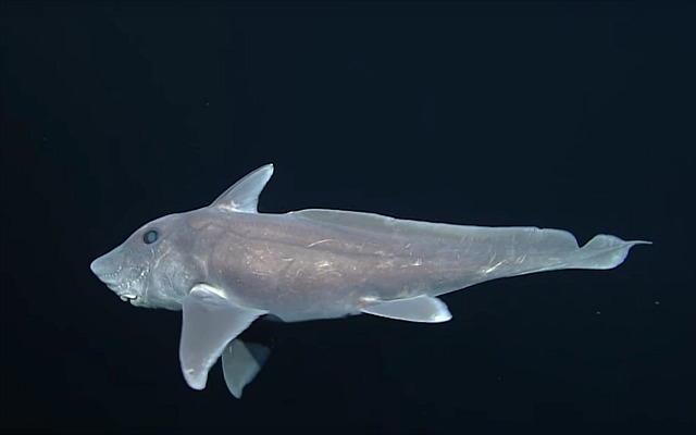 Un mystérieux requin fant?me filmé pour la première fois en Californie