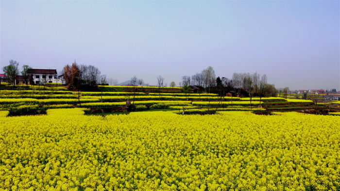 La plus belle mer de fleurs de colza de Chine – Le Festival du Tourisme et de la Culture du Hanzhong