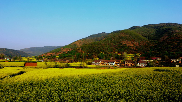 La plus belle mer de fleurs de colza de Chine – Le Festival du Tourisme et de la Culture du Hanzhong