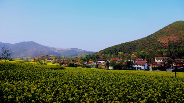 La plus belle mer de fleurs de colza de Chine – Le Festival du Tourisme et de la Culture du Hanzhong