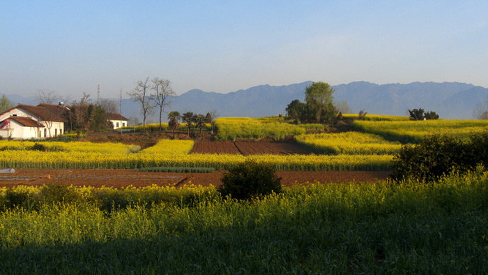 La plus belle mer de fleurs de colza de Chine – Le Festival du Tourisme et de la Culture du Hanzhong