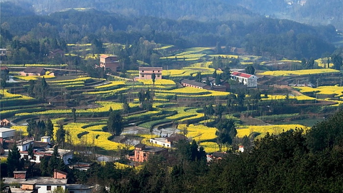 La plus belle mer de fleurs de colza de Chine – Le Festival du Tourisme et de la Culture du Hanzhong