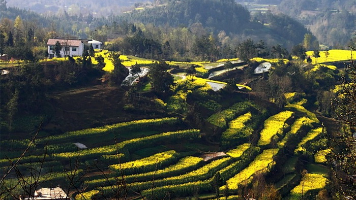 La plus belle mer de fleurs de colza de Chine – Le Festival du Tourisme et de la Culture du Hanzhong