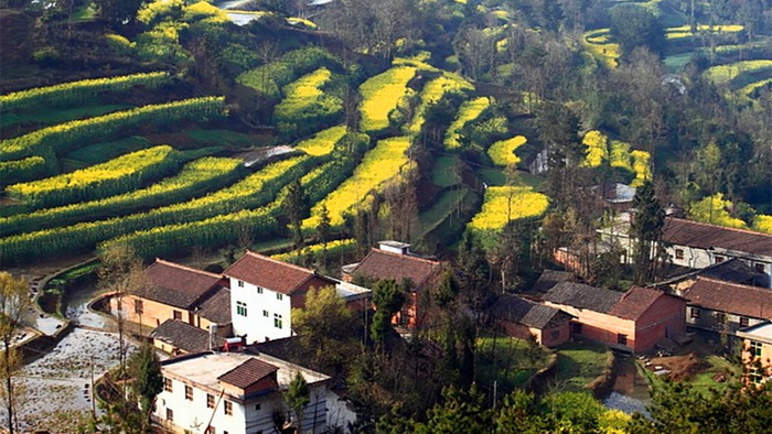 La plus belle mer de fleurs de colza de Chine – Le Festival du Tourisme et de la Culture du Hanzhong