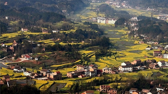 La plus belle mer de fleurs de colza de Chine – Le Festival du Tourisme et de la Culture du Hanzhong