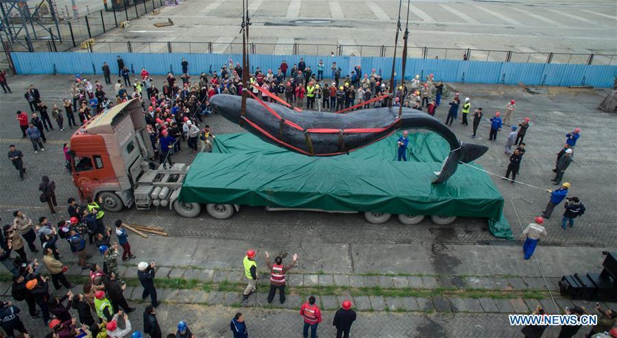 3 jours de lutte n'auront pas réussi à sauver une baleine échouée dans le Sud de la Chine