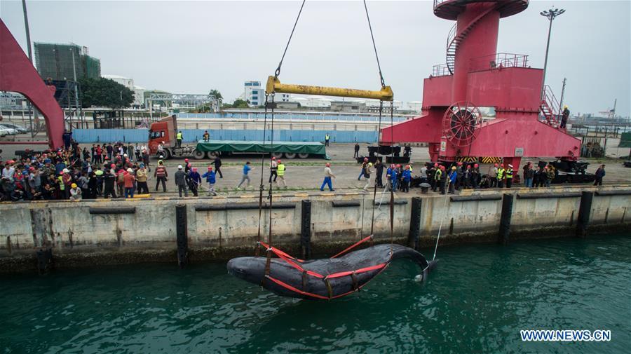 3 jours de lutte n'auront pas réussi à sauver une baleine échouée dans le Sud de la Chine