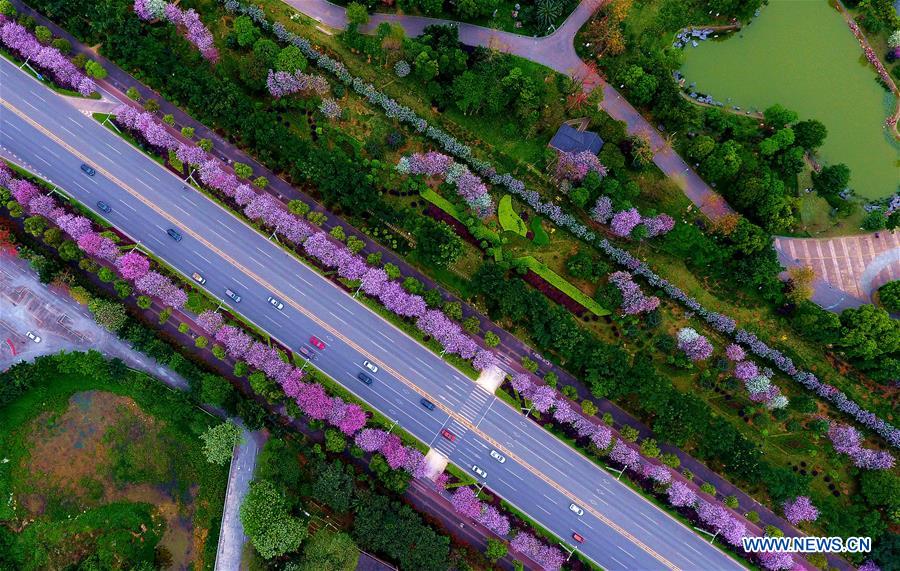 Des fleurs de gainiers en pleine floraison dans le Guangxi