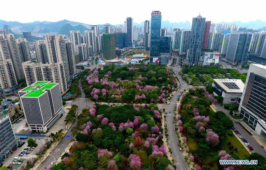 Des fleurs de gainiers en pleine floraison dans le Guangxi