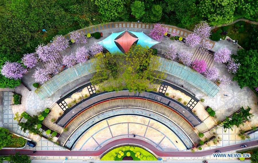 Des fleurs de gainiers en pleine floraison dans le Guangxi