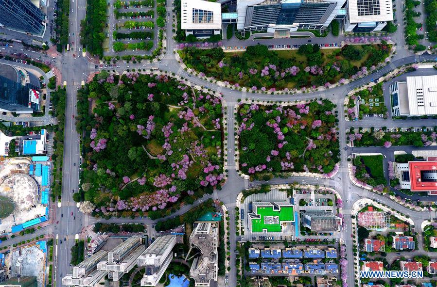 Des fleurs de gainiers en pleine floraison dans le Guangxi