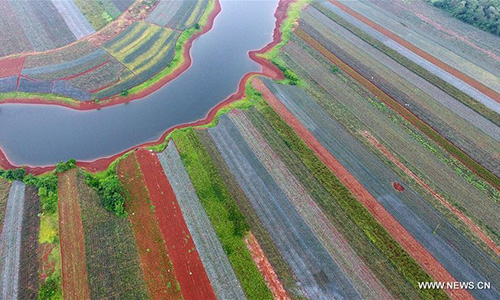 Ananas : des champs colorés dans le sud de la Chine