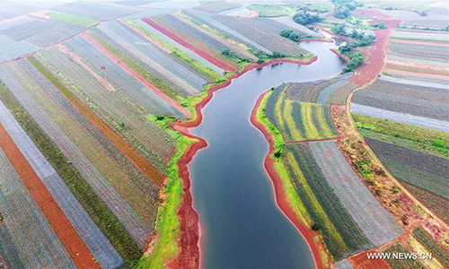 Ananas : des champs colorés dans le sud de la Chine