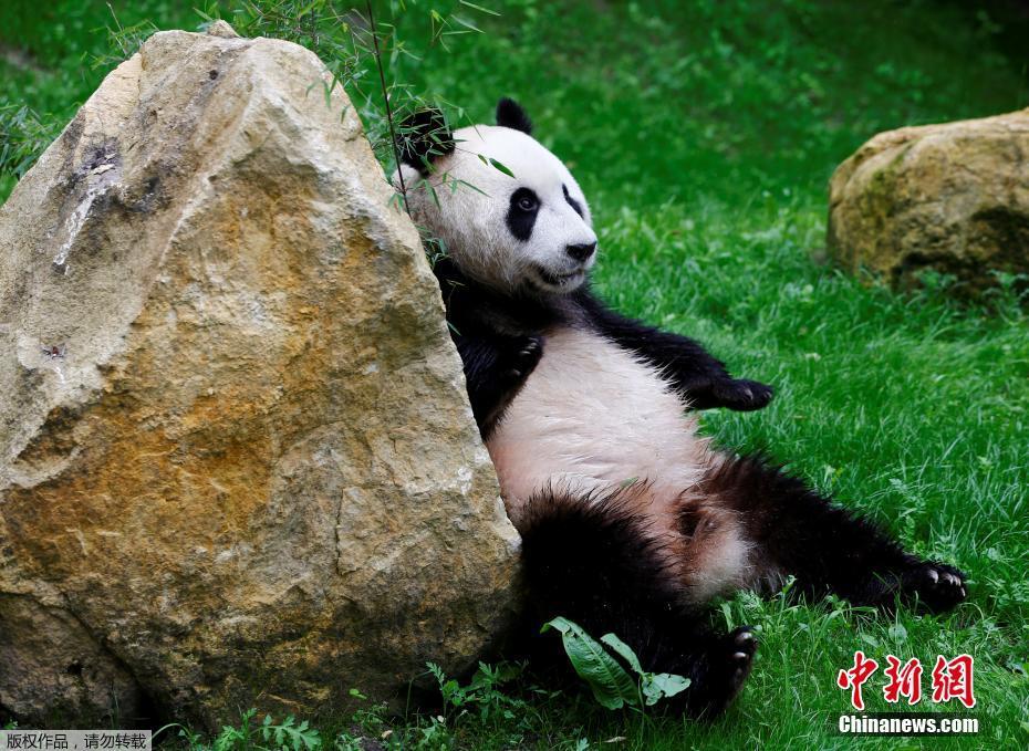 Débuts de deux pandas géants dans un zoo néerlandais