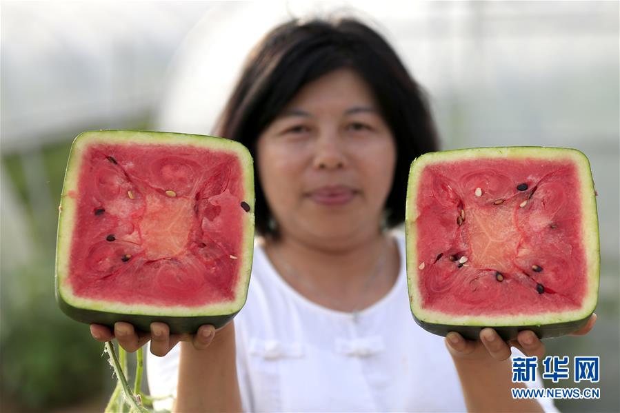 La province du Jiangsu et son melon d'eau carré