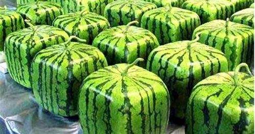 La province du Jiangsu et son melon d'eau carré