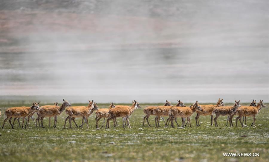 Le nombre d'antilopes du Tibet a atteint plus de 200 000 à Changtang