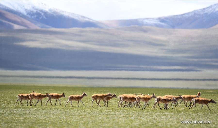 Le nombre d'antilopes du Tibet a atteint plus de 200 000 à Changtang