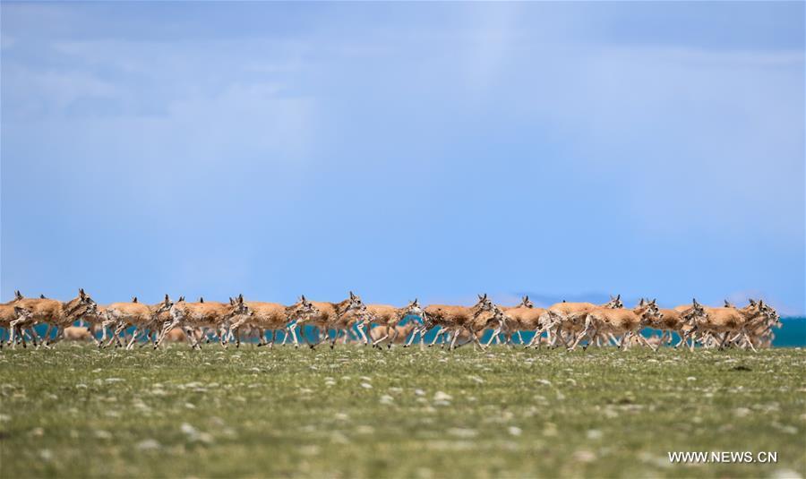 Le nombre d'antilopes du Tibet a atteint plus de 200 000 à Changtang