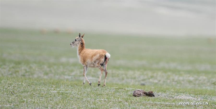 Le nombre d'antilopes du Tibet a atteint plus de 200 000 à Changtang