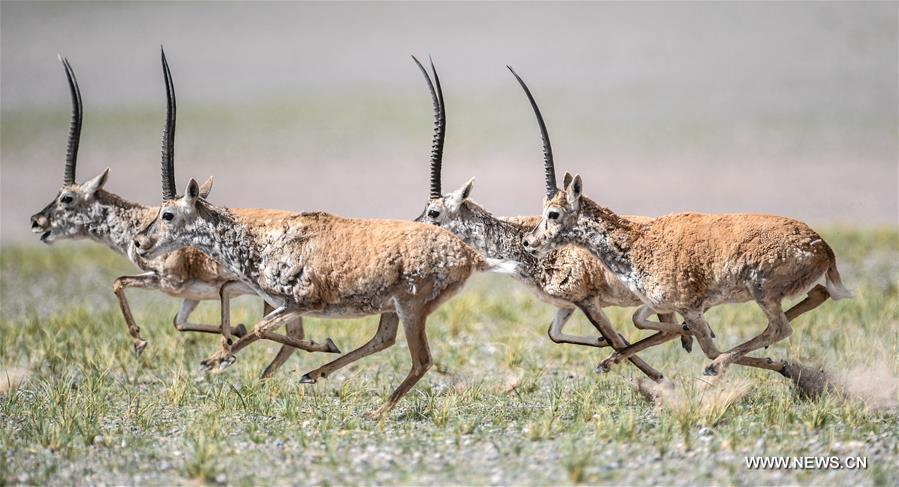 Le nombre d'antilopes du Tibet a atteint plus de 200 000 à Changtang