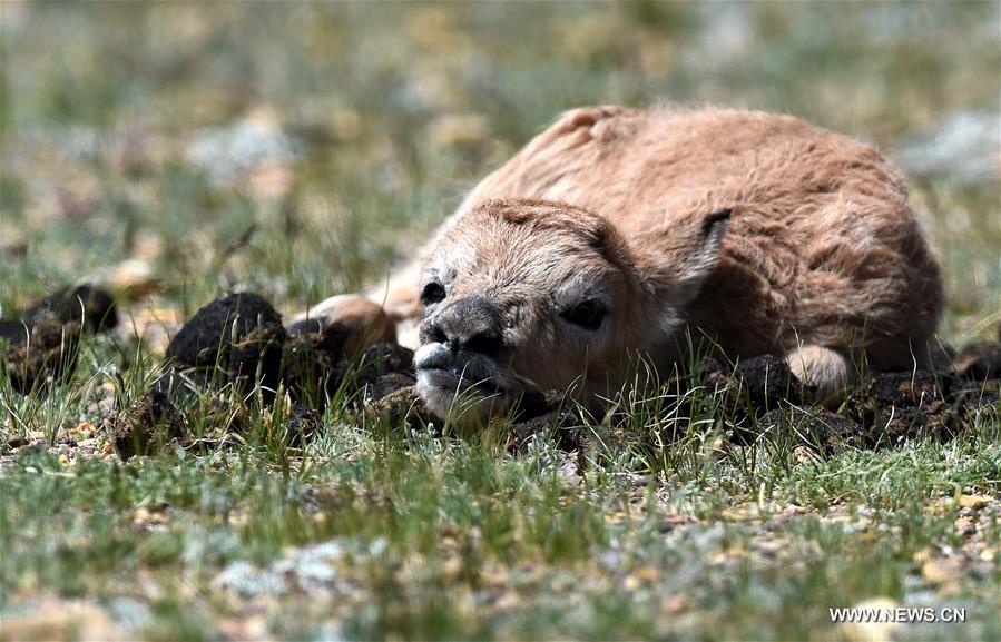 Le nombre d'antilopes du Tibet a atteint plus de 200 000 à Changtang