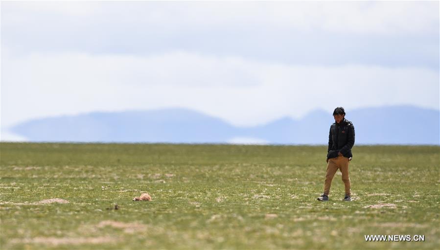 Le nombre d'antilopes du Tibet a atteint plus de 200 000 à Changtang