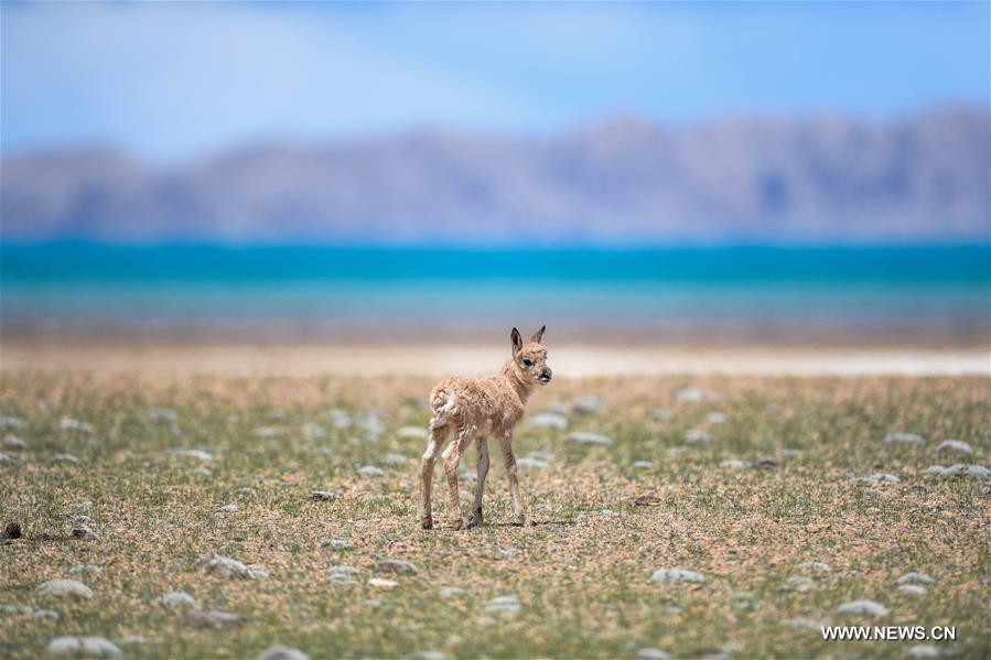 Le nombre d'antilopes du Tibet a atteint plus de 200 000 à Changtang