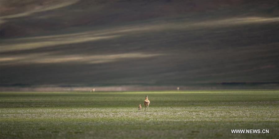 Le nombre d'antilopes du Tibet a atteint plus de 200 000 à Changtang