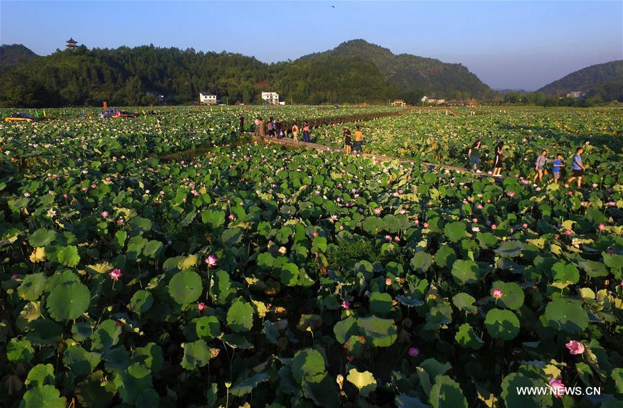 Fleurs de lotus dans l'est de la Chine