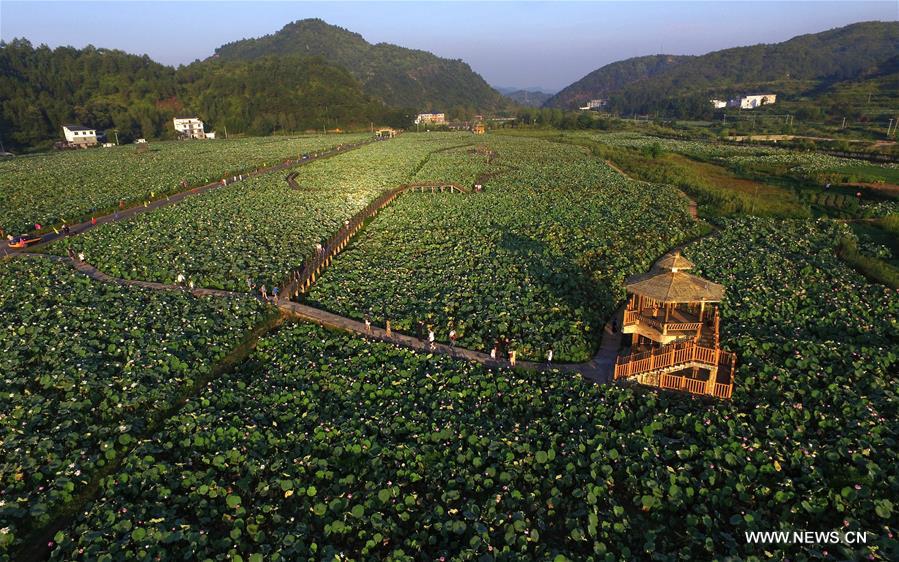 Fleurs de lotus dans l'est de la Chine