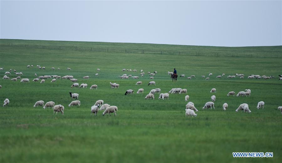 Focus sur le meilleur écosystème de la Mongolie intérieure