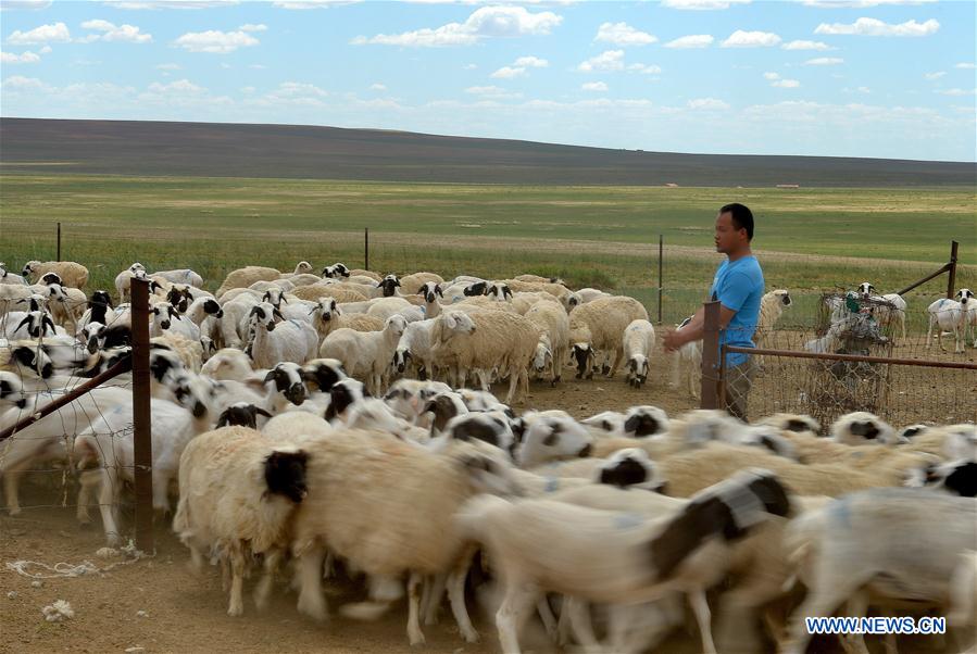 Focus sur le meilleur écosystème de la Mongolie intérieure