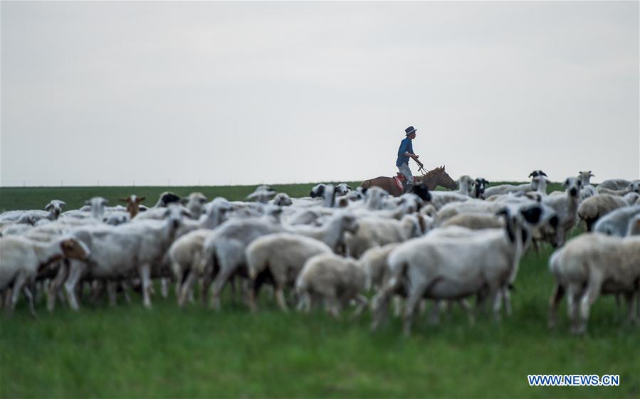 Focus sur le meilleur écosystème de la Mongolie intérieure