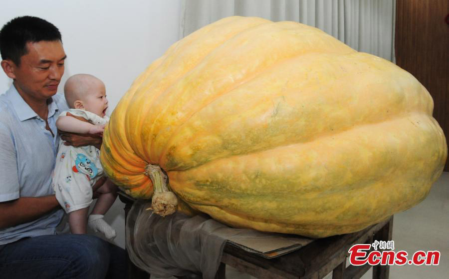 Un potiron géant de 280 kilos dans l'est de la Chine