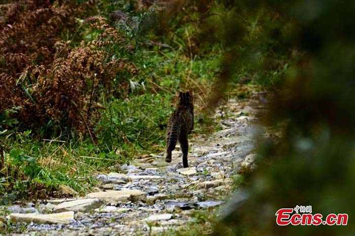 Découverte d'un chat léopard dans le centre de la Chine