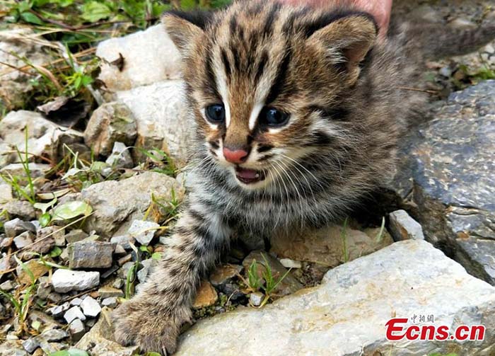 Découverte d'un chat léopard dans le centre de la Chine