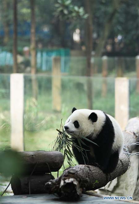 L'heureux quotidien des pandas géants au zoo de Chongqing