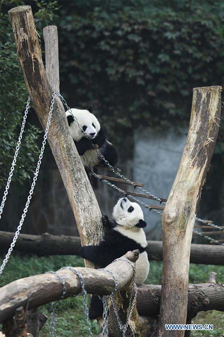 L'heureux quotidien des pandas géants au zoo de Chongqing