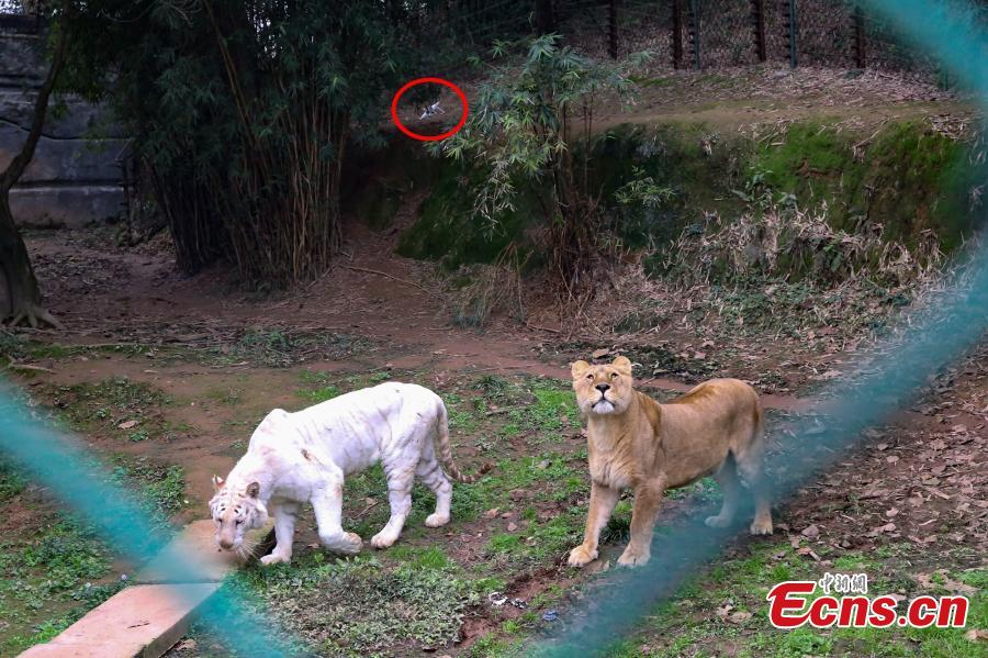 Chongqing : des tigres s'attaquent à un drone