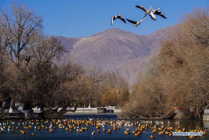 L'étang du Roi Dragon de Lhassa, refuge des oiseaux migrateurs 