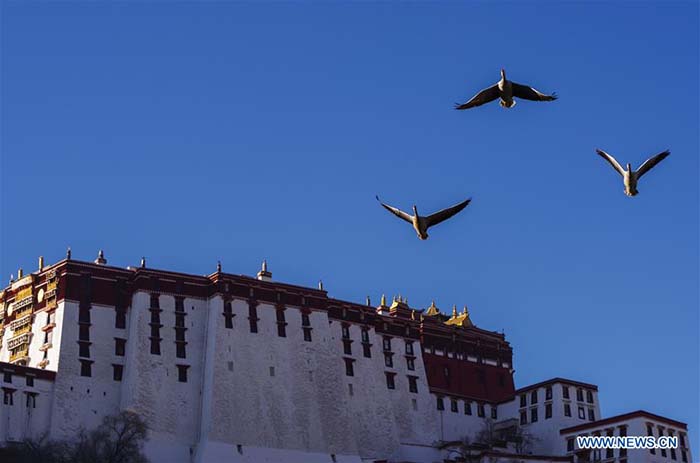 L'étang du Roi Dragon de Lhassa, refuge des oiseaux migrateurs 