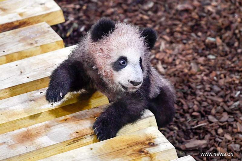 Débuts publics de Yuan Meng, le premier bébé panda né en France