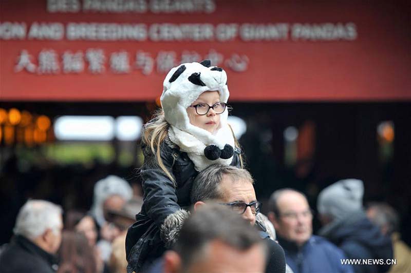 Débuts publics de Yuan Meng, le premier bébé panda né en France