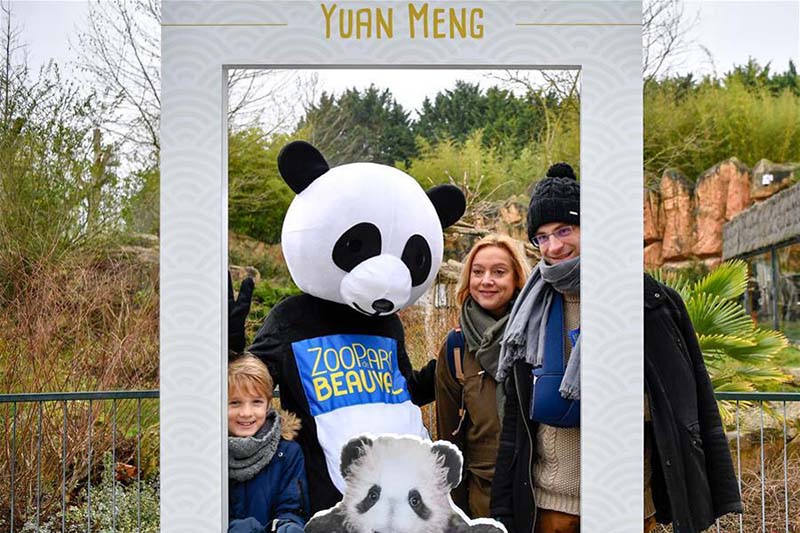 Débuts publics de Yuan Meng, le premier bébé panda né en France