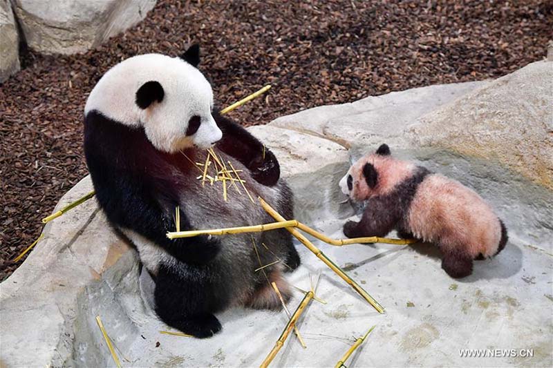 Débuts publics de Yuan Meng, le premier bébé panda né en France