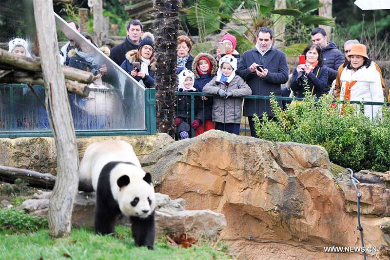 Débuts publics de Yuan Meng, le premier bébé panda né en France