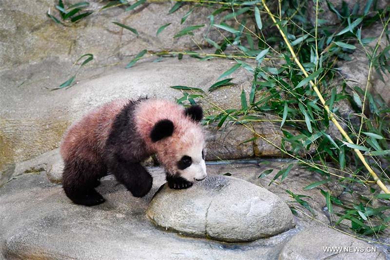 Débuts publics de Yuan Meng, le premier bébé panda né en France