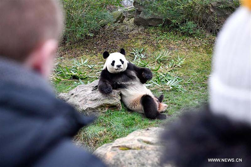 Débuts publics de Yuan Meng, le premier bébé panda né en France