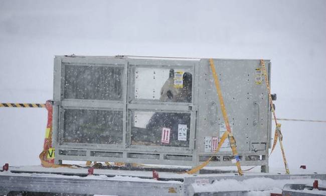 Arrivée en Finlande de deux pandas pour une durée de 15 ans